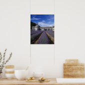 Abdij van Sénanque, Gordes, Vaucluse, Provence, Poster (Keuken)