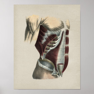 Abdomen Muscles Humaan Anatomie  Afdrukken Poster