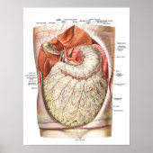 Abdominaal vet / obesitas poster (Voorkant)