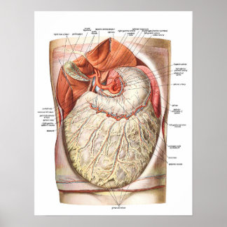 Abdominaal vet / obesitas poster