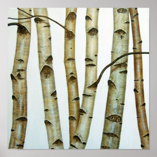 Abedules Blancos Poster (Voorkant)