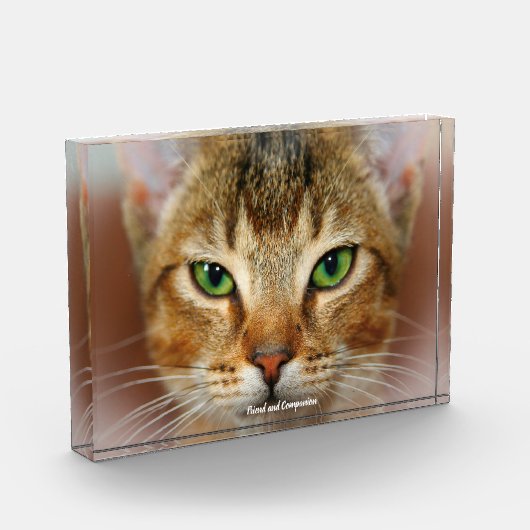 Abessijnse Kat Fotoblokken (Links)