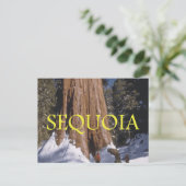 ABH Sequoia Briefkaart (Staand voorkant)