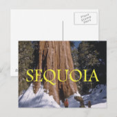 ABH Sequoia Briefkaart (Voorkant / Achterkant)