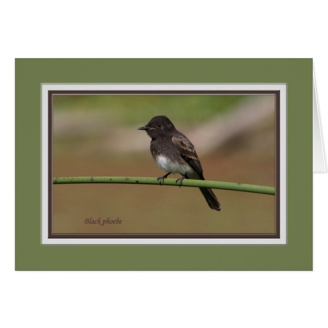 Ablackphoebe0080 (Voorkant Horizontaal)