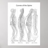 Abnormale Curves of the Spine Poster Chiropractic (Voorkant)