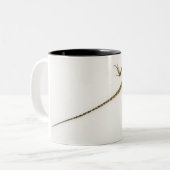 Aboreale agamidesoorten in het oosten tweekleurige koffiemok (Voorkant links)