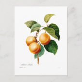Abrikoos Briefkaart (Voorkant)