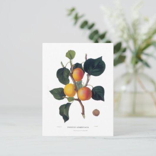 Abrikoos Briefkaart (Staand voorkant)