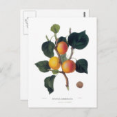Abrikoos Briefkaart (Voorkant / Achterkant)