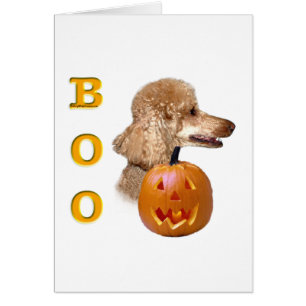 Abrikoos gecoate poedelzak Boo