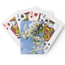 Abrikoos lente bloesem.