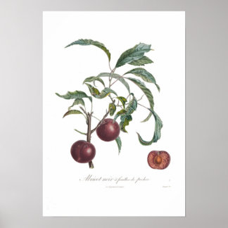 Abrikozen, Abriotnoir Poster