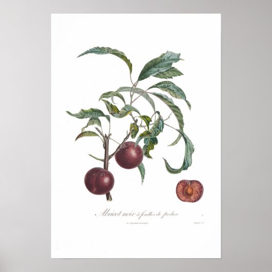 Abrikozen, Abriotnoir Poster (Voorkant)