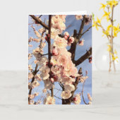 abrikozen bloesems kaart (Gele Bloem)