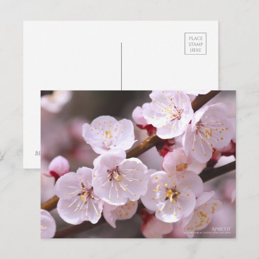 Abrikozen:Briefkaart Briefkaart (Voorkant / Achterkant)