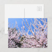 Abrikozen:Briefkaart Briefkaart (Voorkant / Achterkant)