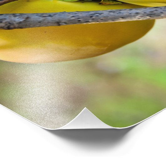 Abrikozen Foto Afdruk (Hoek)