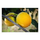 Abrikozen Foto Afdruk (Voorkant)