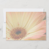 Abrikozen Gerbera • Sla de datum op aankondiging (Achterkant)
