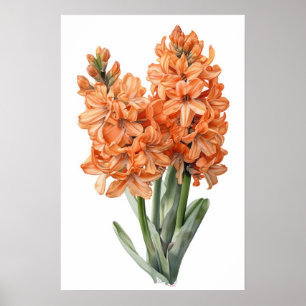 Abrikozen Hyacint Bloemenkunst Print Poster