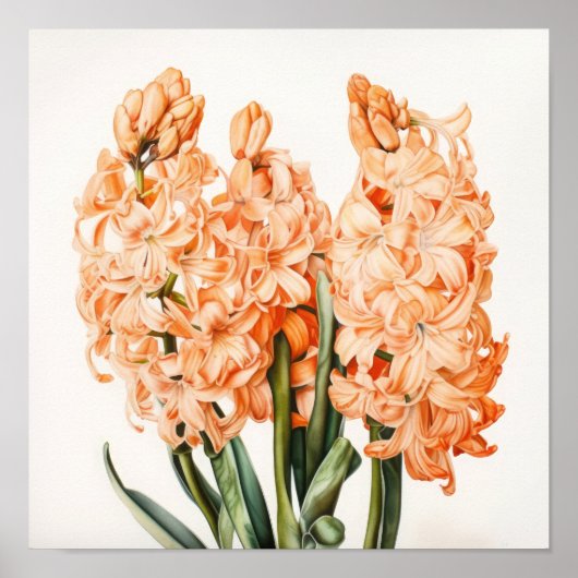 Abrikozen Hyacint Bloemenkunst Print Poster (Voorkant)