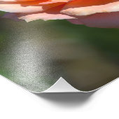 Abrikozen hybride thee-Roos met Honeybee Foto Afdruk (Hoek)