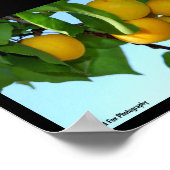 Abrikozen in Blauwe Lucht Poster (Hoek)