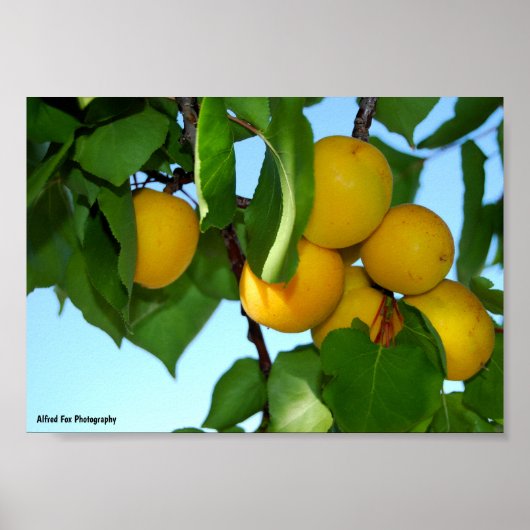 Abrikozen in Blauwe Lucht Poster (Voorkant)
