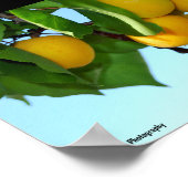 Abrikozen in Blauwe Lucht Poster (Hoek)
