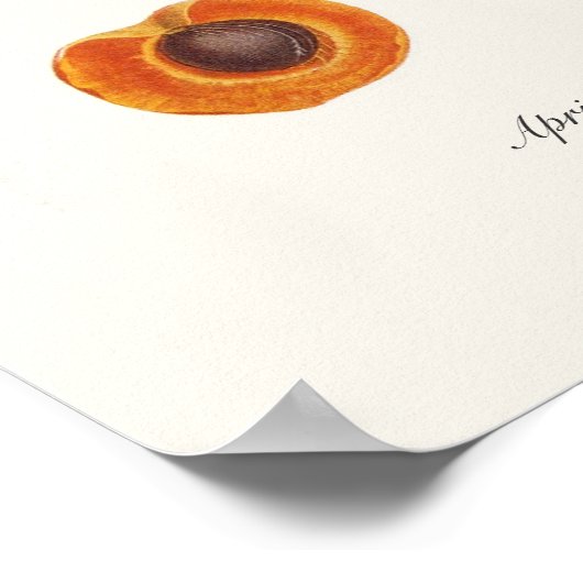 Abrikozen Poster (Hoek)