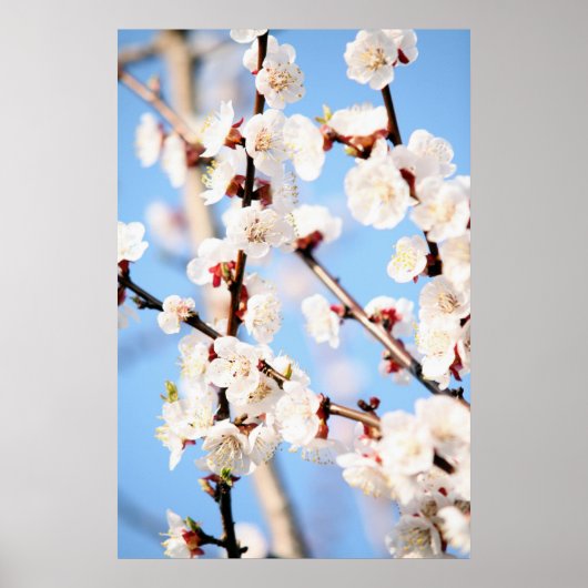 Abrikozen Poster (Voorkant)