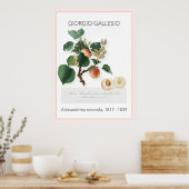 Abrikozen, Poster met botanische illustratie (Keuken)