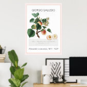 Abrikozen, Poster met botanische illustratie (Thuiskantoor)