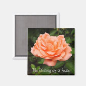 Abrikozen Roos Magnet (Voorkant / Achterkant)