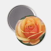 Abrikozen Roos Magnet (Voorkant / Achterkant)