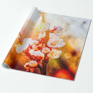 Abrikozen Sakura-bloemen in het licht van de staan Cadeaupapier