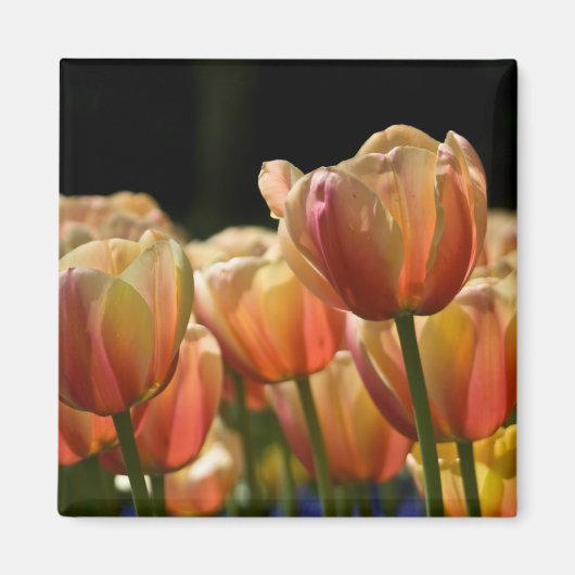 Abrikozen tulp magneet (Voorkant)
