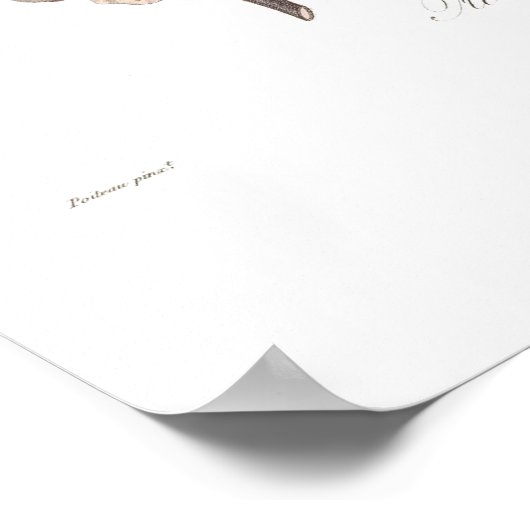 Abrikozen, witte abrikozen poster (Hoek)