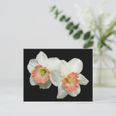Abrikozen/witte Jonquils/Daffodils Briefkaart (Staand voorkant)
