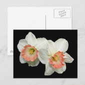 Abrikozen/witte Jonquils/Daffodils Briefkaart (Voorkant / Achterkant)