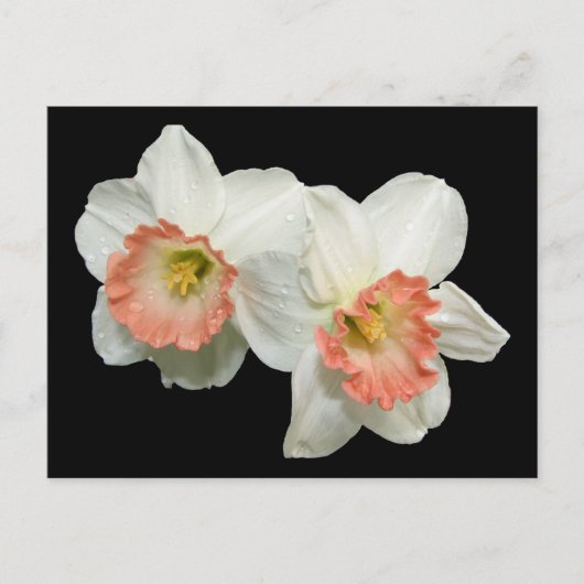 Abrikozen/witte Jonquils/Daffodils Briefkaart (Voorkant)