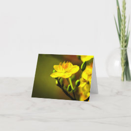 Abrikozenbloesem All Occasion Notecard Bedankkaart