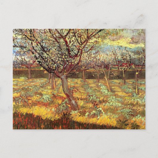 Abrikozenbomen in Blossom door Van Gogh Briefkaart (Voorkant)