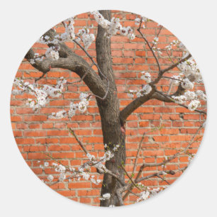 Abrikozenboom in bloei Rode Bakstenen Muur Ronde Sticker