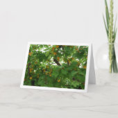 Abrikozenfruit aan boom Close-up Kaart (Voorkant)