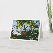 Abrikozenfruit aan boom kaart (Voorkant)