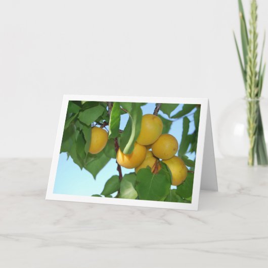 Abrikozenfruit aan boom kaart (Voorkant)
