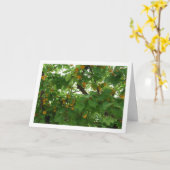 Abrikozenfruit op boom Close-up Kaart (Gele Bloem)