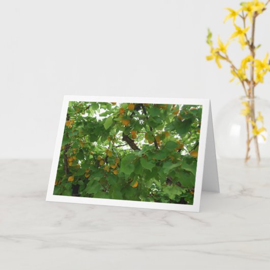 Abrikozenfruit op boom Close-up Kaart (Gele Bloem)